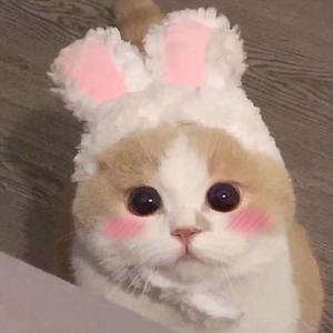 毛片大全在线观看
